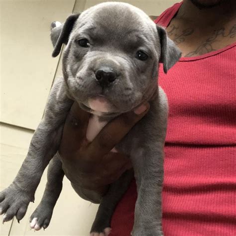 pitbull puppies for sale los angeles ca